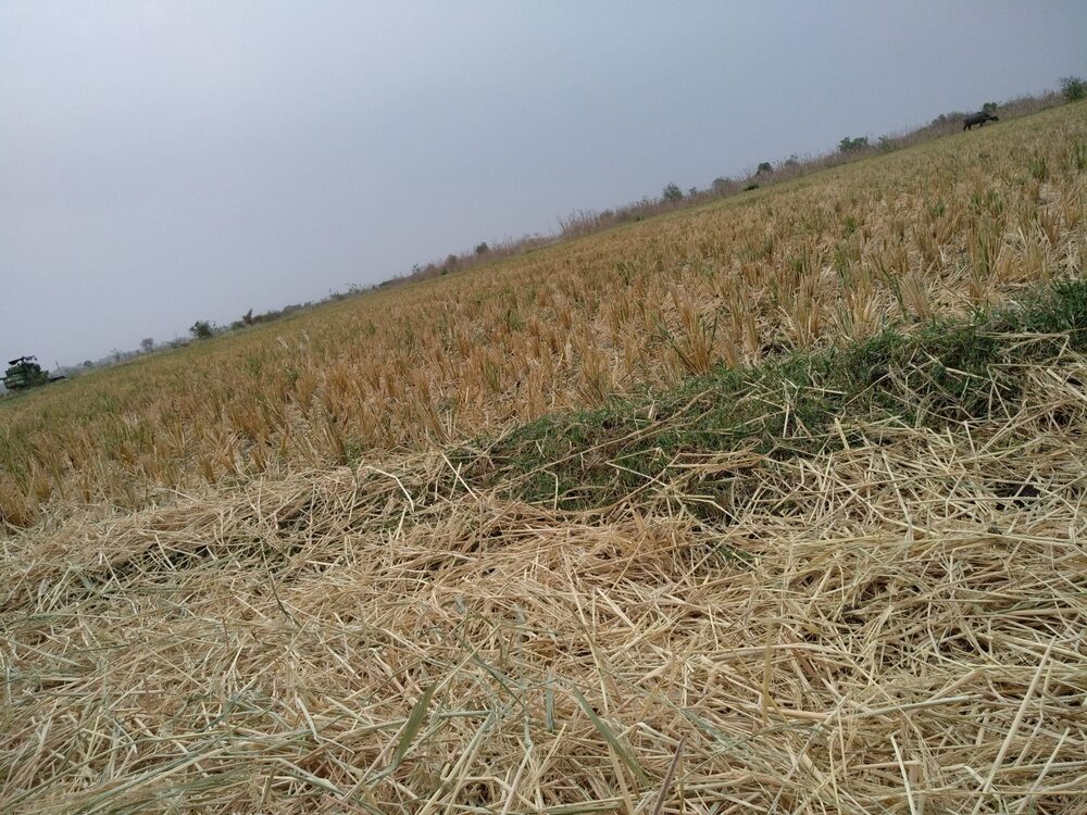 Impatto dei cambiamenti climatici sull'agricoltura italiana