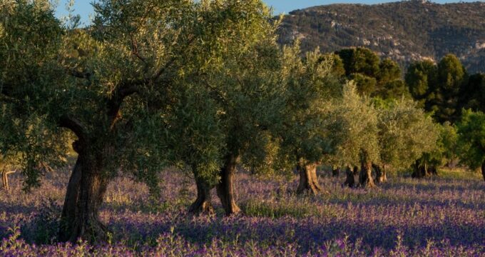 Giacenze di olio d'oliva