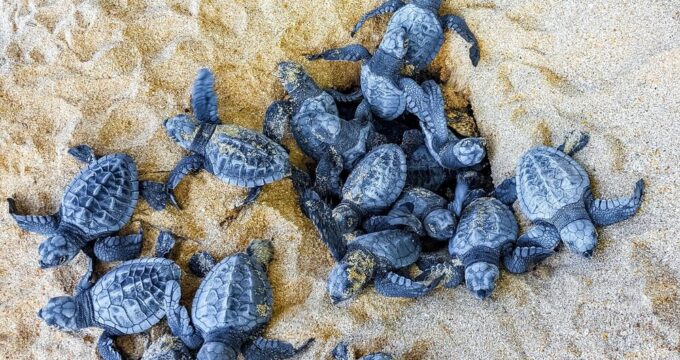 Nidi di Caretta caretta lungo le coste italiane