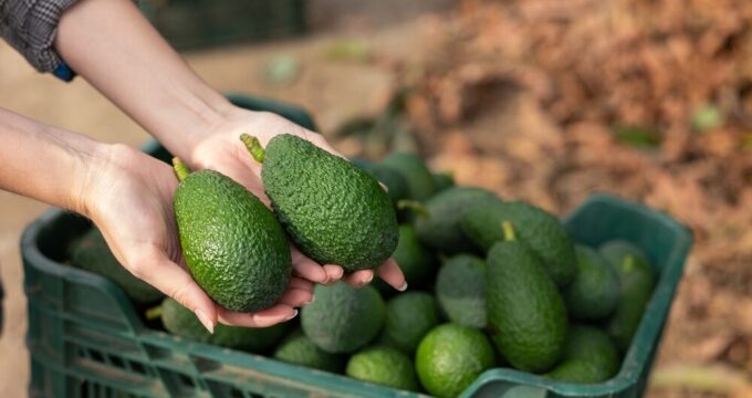 Campo di avocado in Sicilia