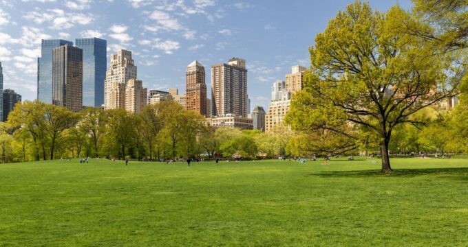 Alberi nei centri urbani per contrastare il cambiamento climatico