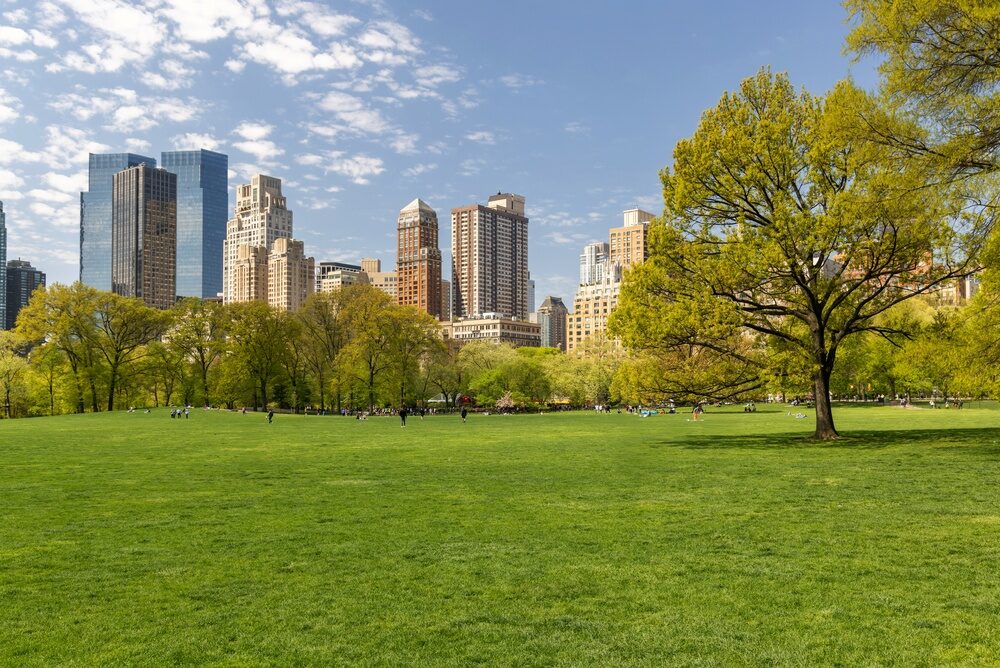 Alberi nei centri urbani per contrastare il cambiamento climatico