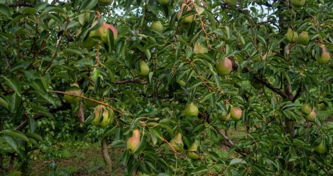 Pere italiane pronte per l'export