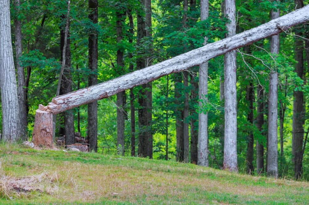 Aumento dei costi produttivi per i pannelli in legno
