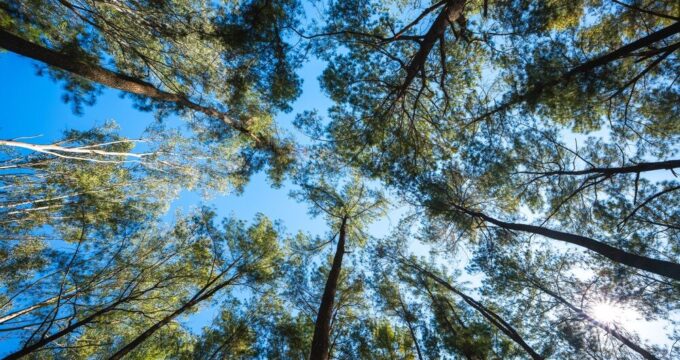 Alberi piantati in Italia